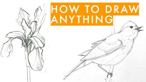 How to Draw Anything – Learn Sketching [Step Guide]